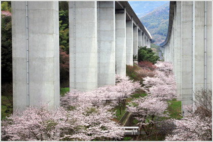 高架橋の春画像