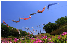 こいのぼり泳ぐ永源山公園画像