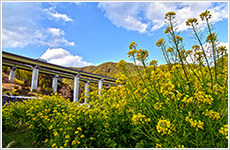 空と菜の花と高速道路画像